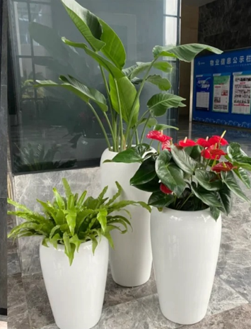 鄞州绿色植物租用费用-海曙公司绿植出租-宁波绿植租摆合同-宁波花木租摆商家